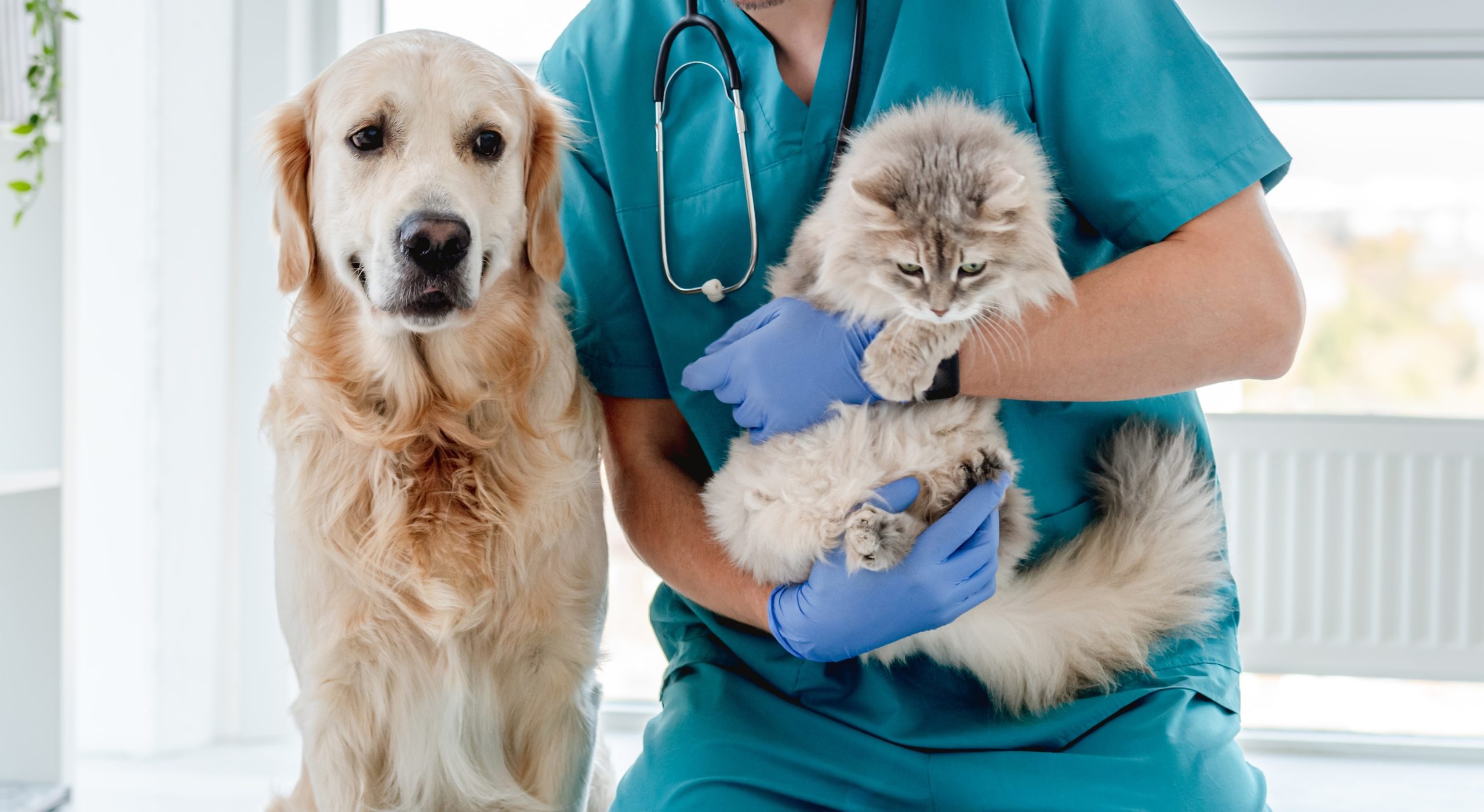 A vet in teal scrubs with a stethascope holding a grey cat with a golden retriever sitting beside them.